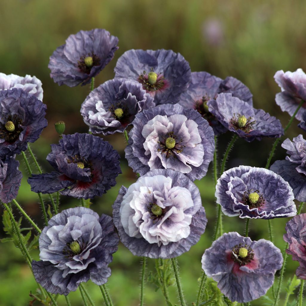 Poppy Amazing Grey Seeds - Papaver rhoeas