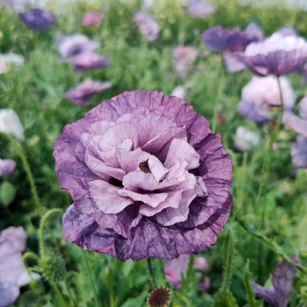 Poppy Amazing Grey Seeds - Papaver rhoeas