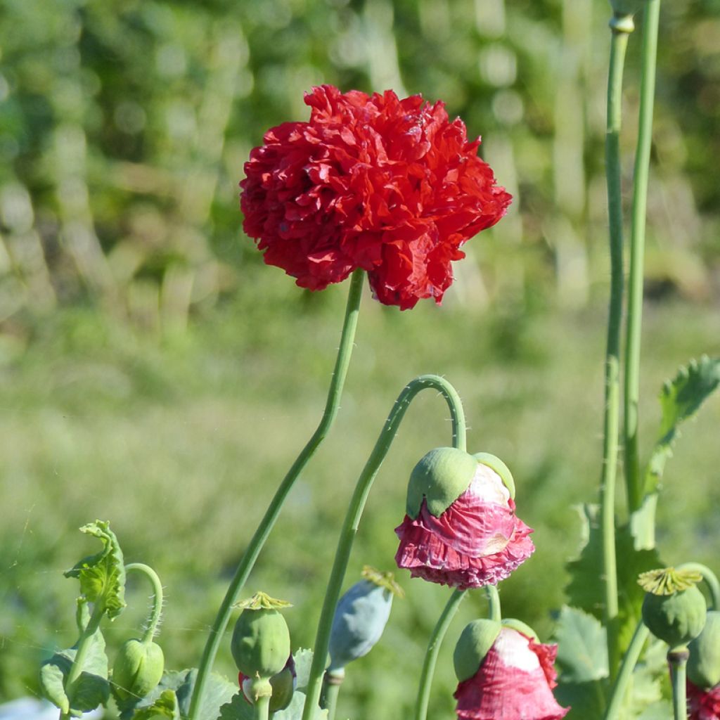 Opium Poppy Red Peony Seeds - Papaver somniferum