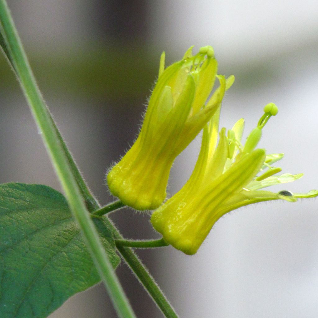 Passiflora citrina