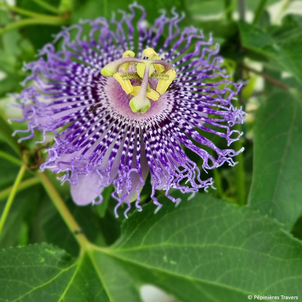 Passiflora Fata Confetto