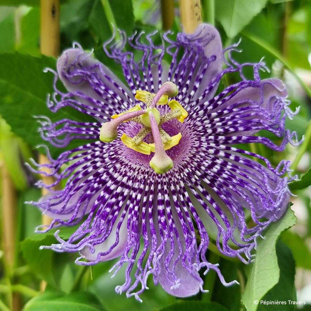 Passiflora Fata Confetto