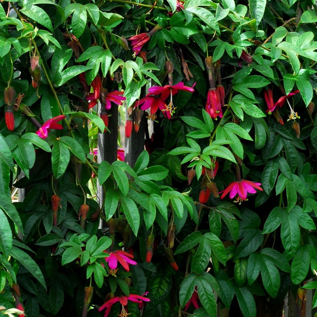 Passiflora Exoniensis- Passion Flower