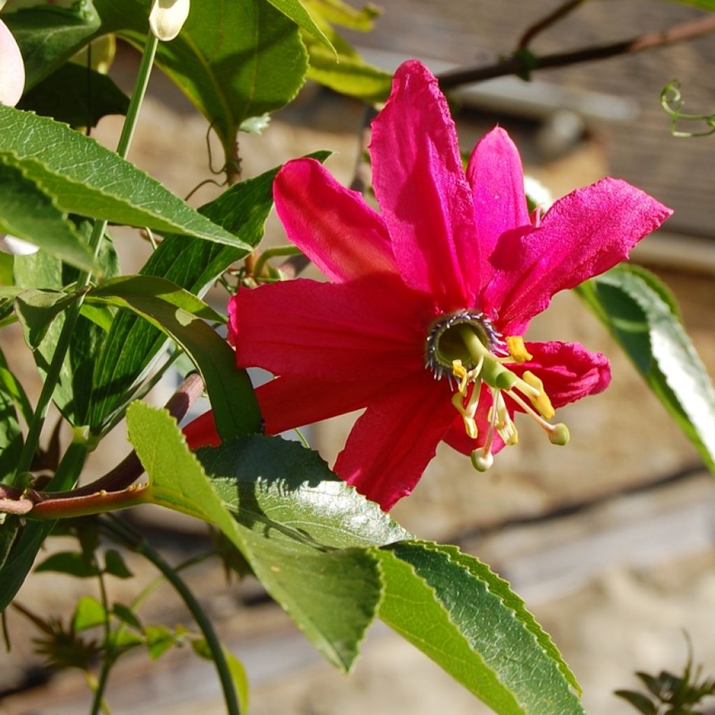 Passiflora Exoniensis- Passion Flower