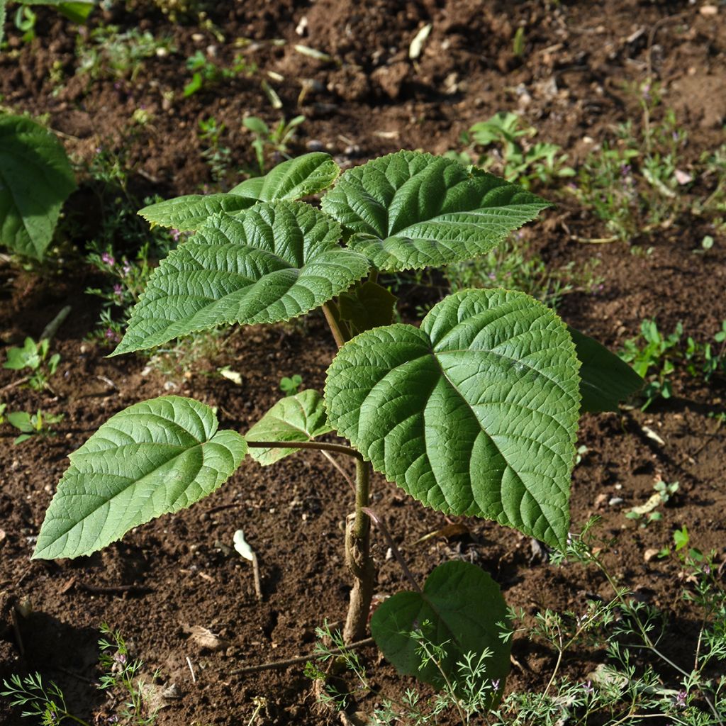 Paulownia elongata - Foxglove Tree