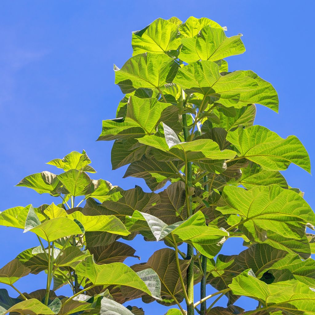 Paulownia elongata - Foxglove Tree