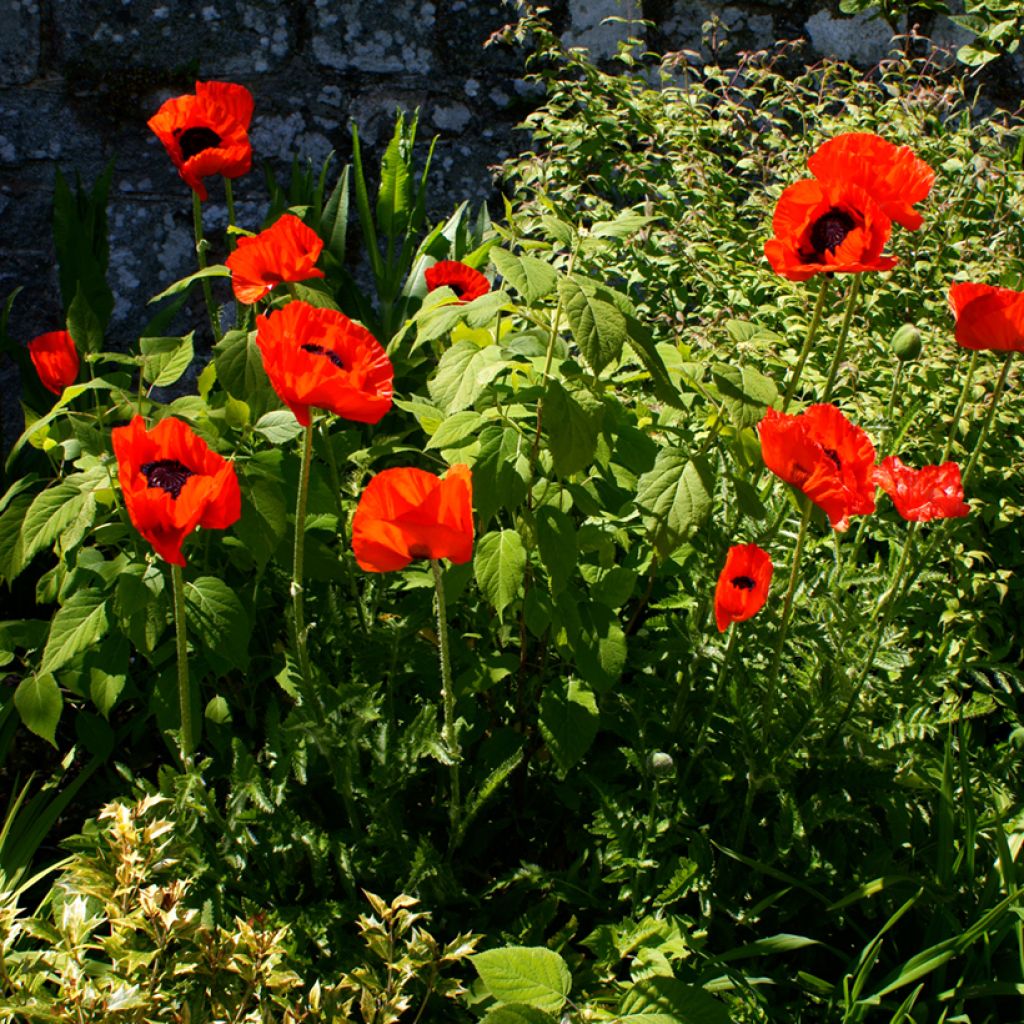 Papaver orientale Beauty of Livermere - Oriental Poppy