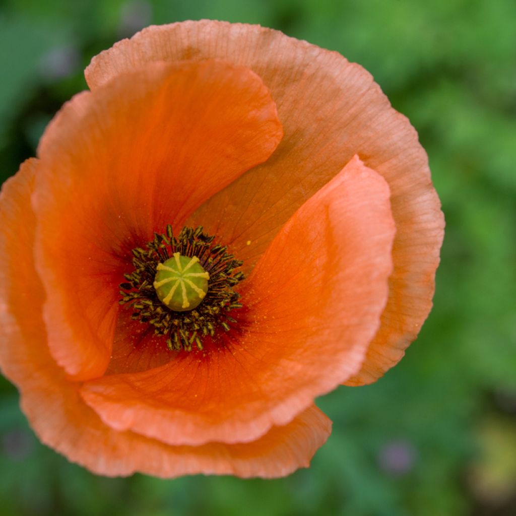 Papaver orientale Harvest Moon - Oriental Poppy