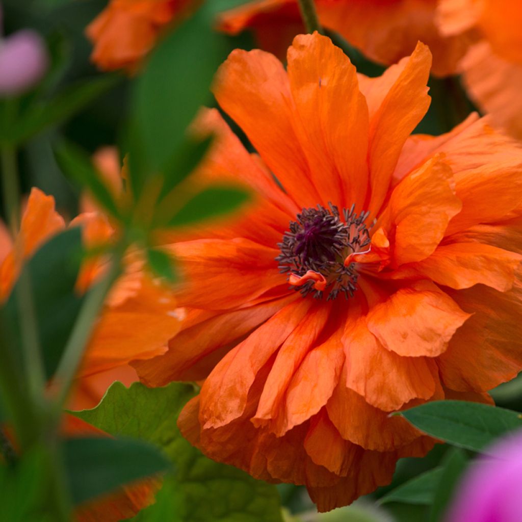 Papaver orientale May Queen - Oriental Poppy