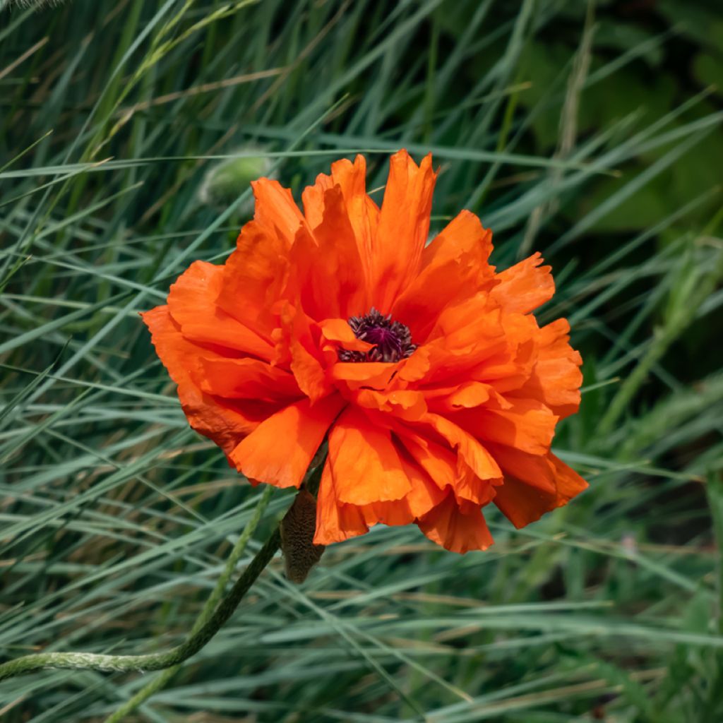 Papaver orientale May Queen - Oriental Poppy