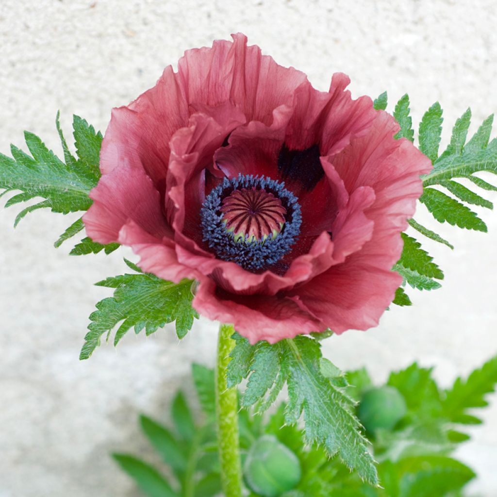 Papaver orientale Pattys Plum - Oriental Poppy