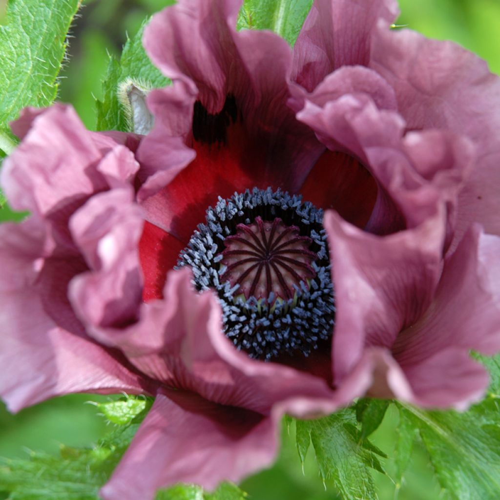 Papaver orientale Pattys Plum - Oriental Poppy