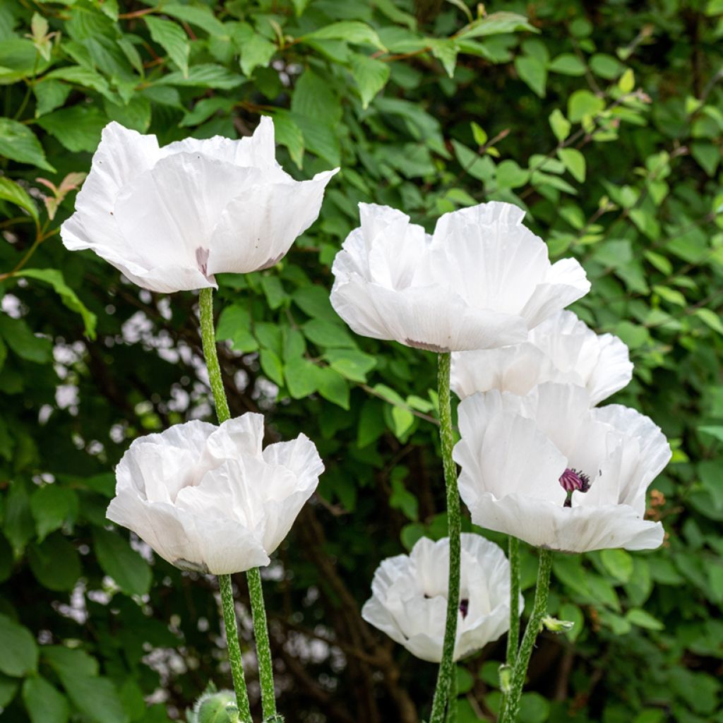 Papaver orientale Perrys White - Oriental Poppy