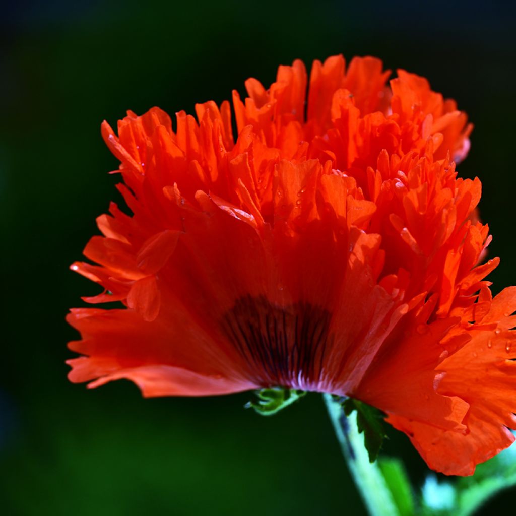 Papaver orientale Türkenlouis - Oriental Poppy