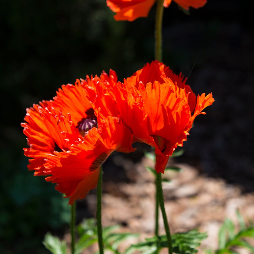 Papaver orientale Türkenlouis - Oriental Poppy