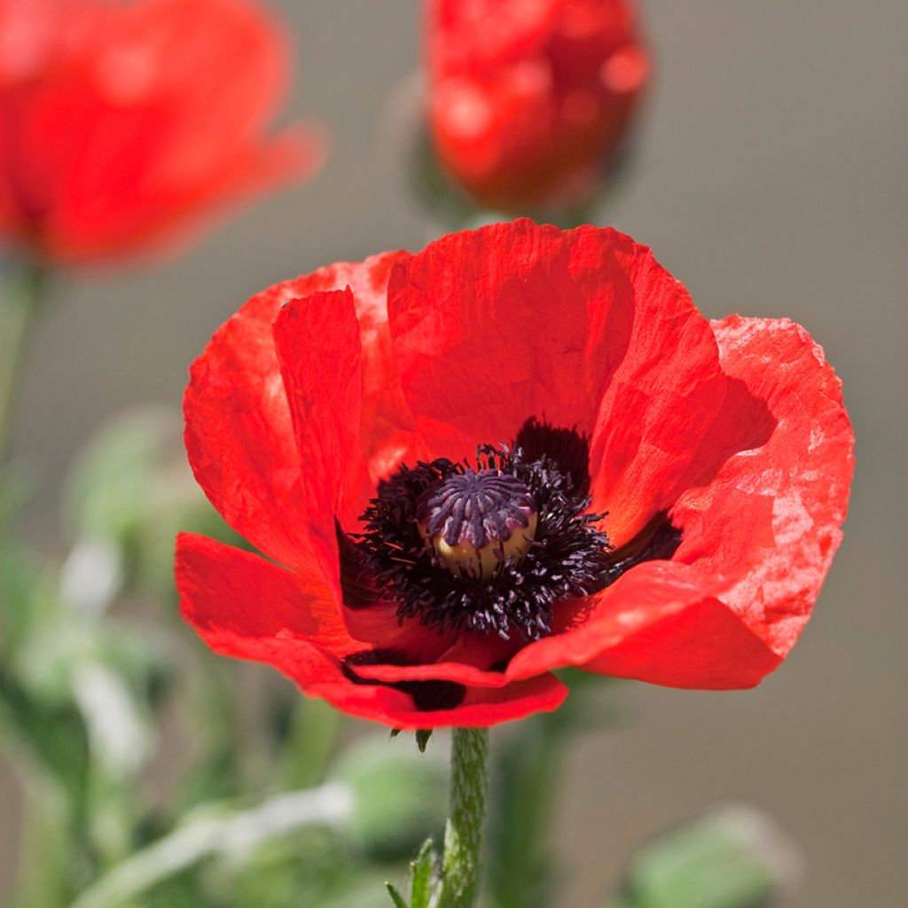 Papaver orientale Allegro - Oriental Poppy