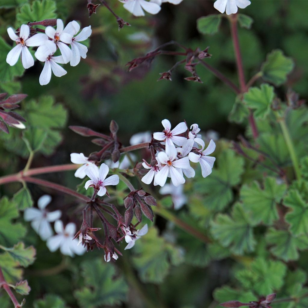 Pelargonium Ardwick Cinnamon - Géranium d'odeur parfum cannelle