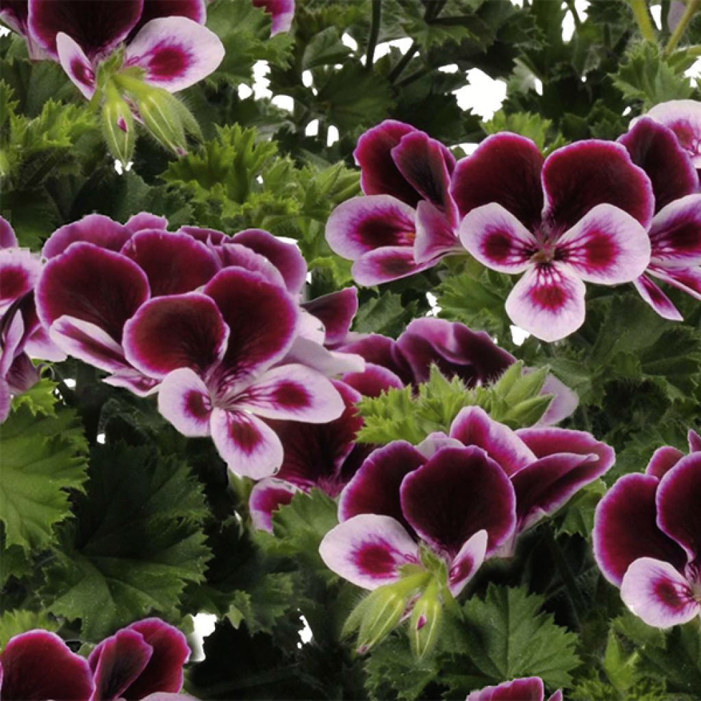 Pelargonium Angel's Perfume - Regal Geranium