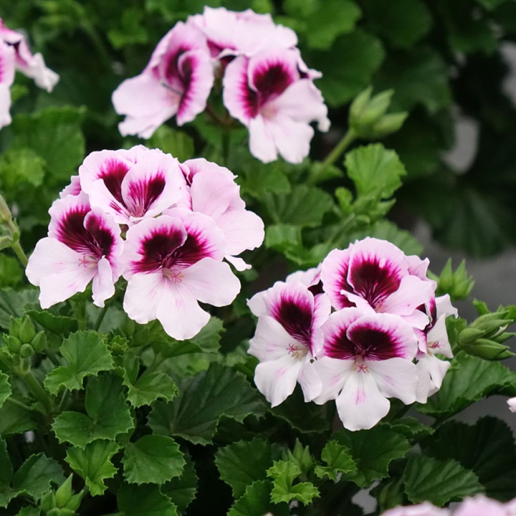 Pelargonium Mosquitaway Lizzy