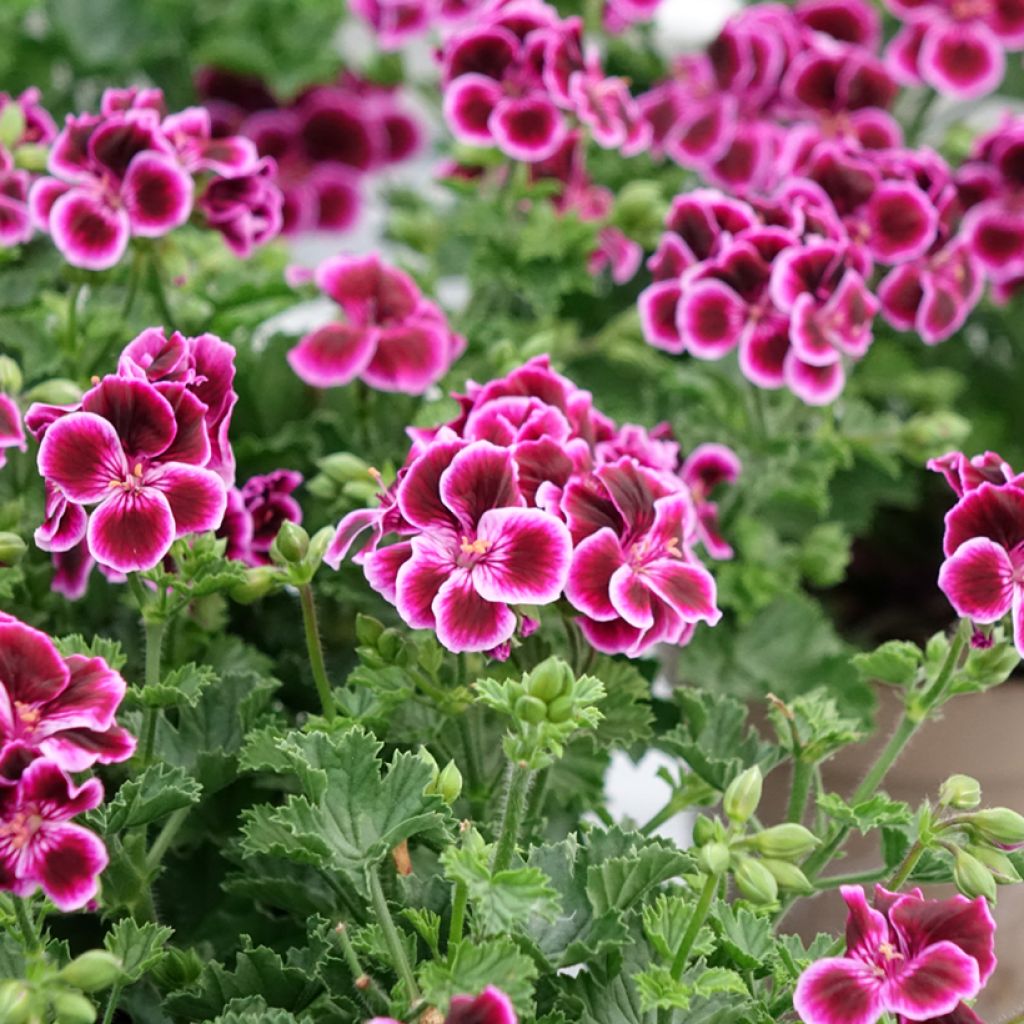 Pelargonium Mosquitaway Megan