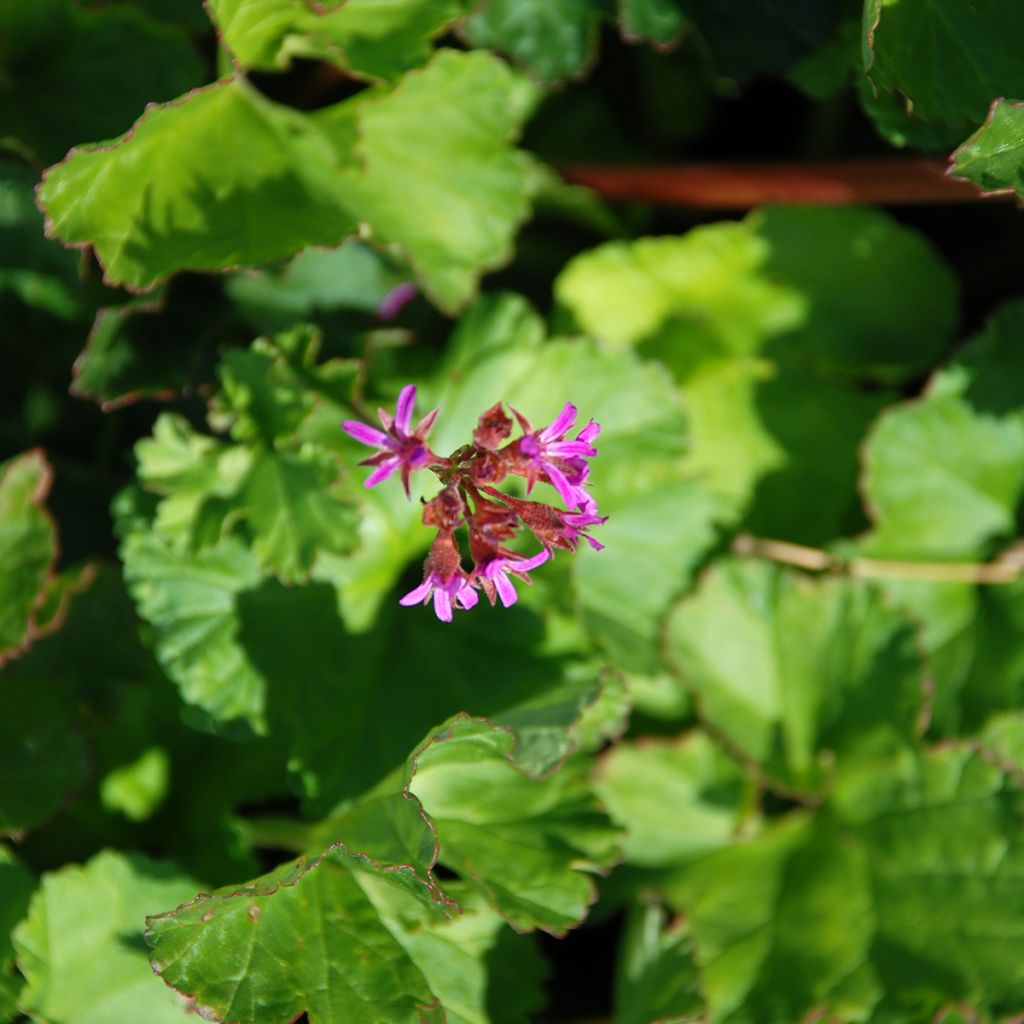 Pelargonium grossularioides 