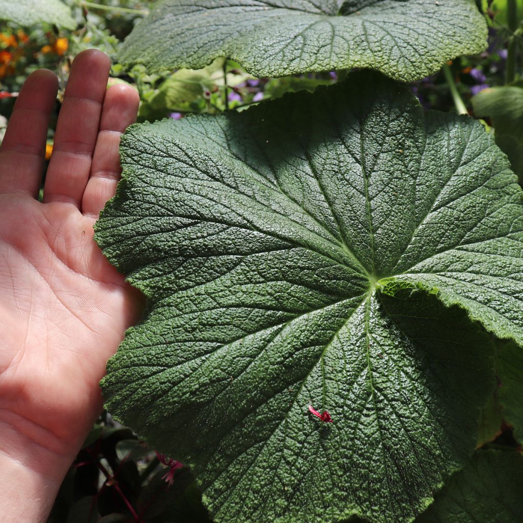 Pelargonium papilionaceum 