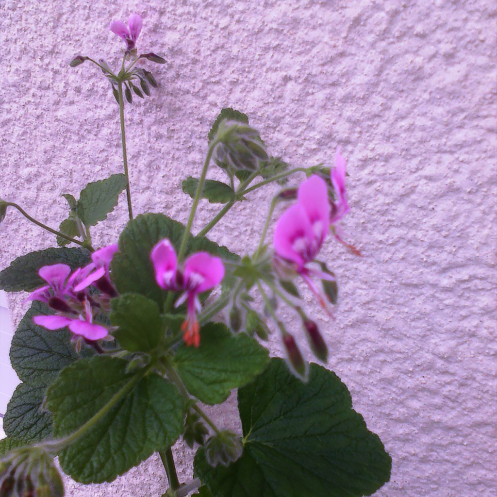 Pelargonium papilionaceum 