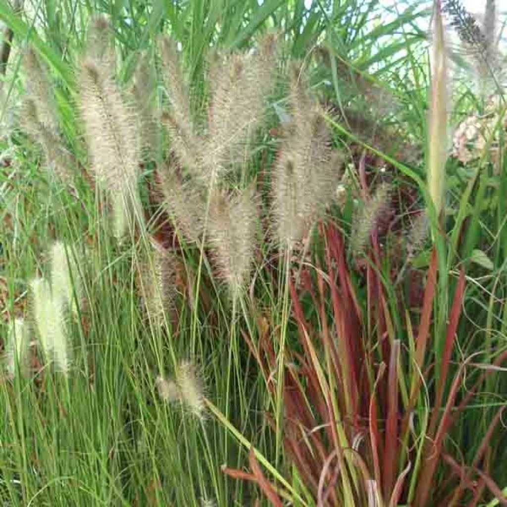 Pennisetum alopecuroides Hameln - Chinese Fountain Grass