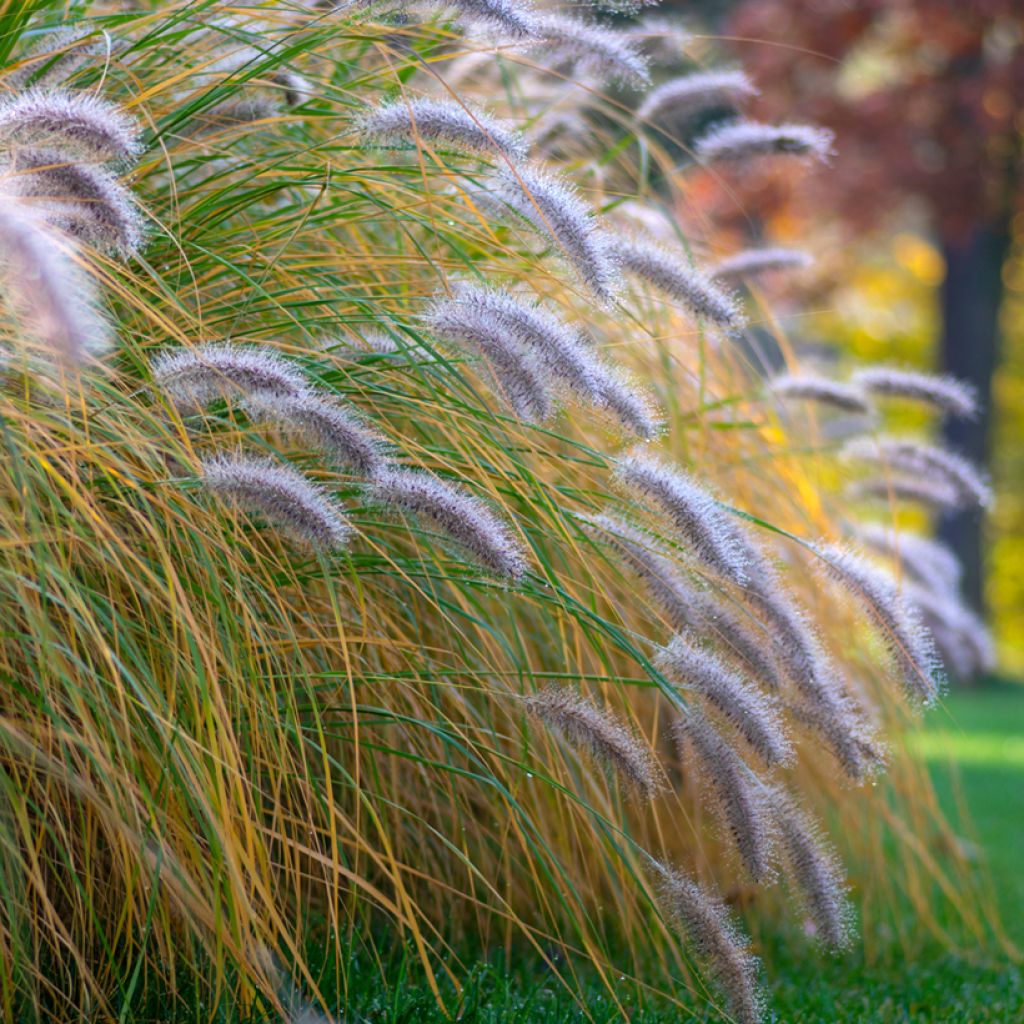 Pennisetum alopecuroides Hameln - Chinese Fountain Grass