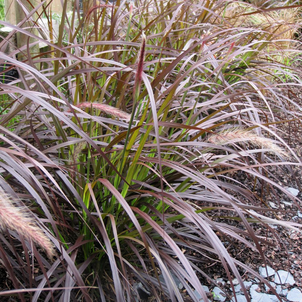 Pennisetum advena Rubrum - Purple Fountain Grass