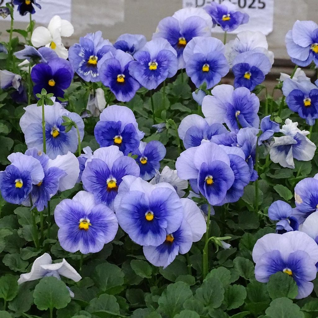 Viola  witrockiana inspire Metallic Blue Blotch - Pansy