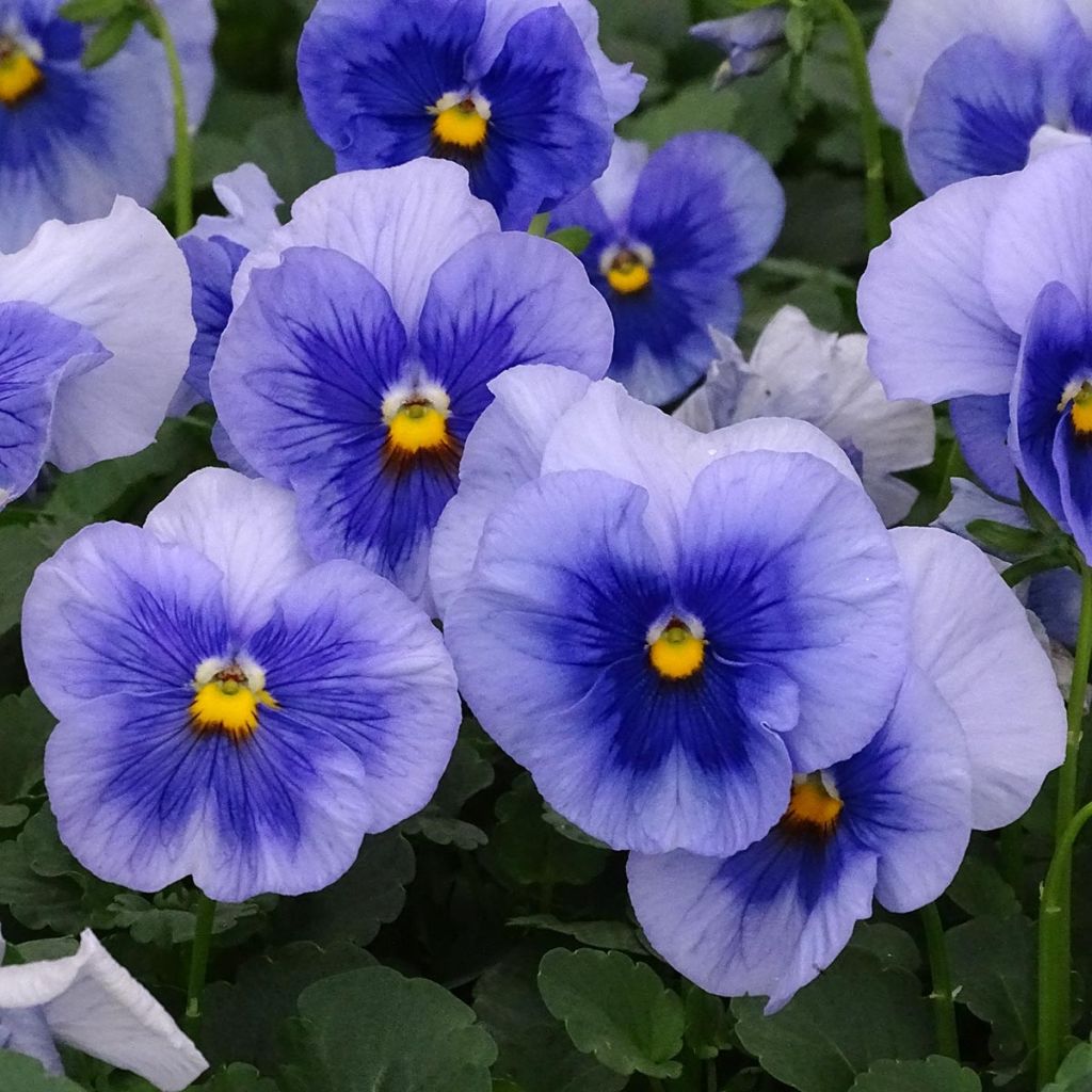 Viola  witrockiana inspire Metallic Blue Blotch - Pansy