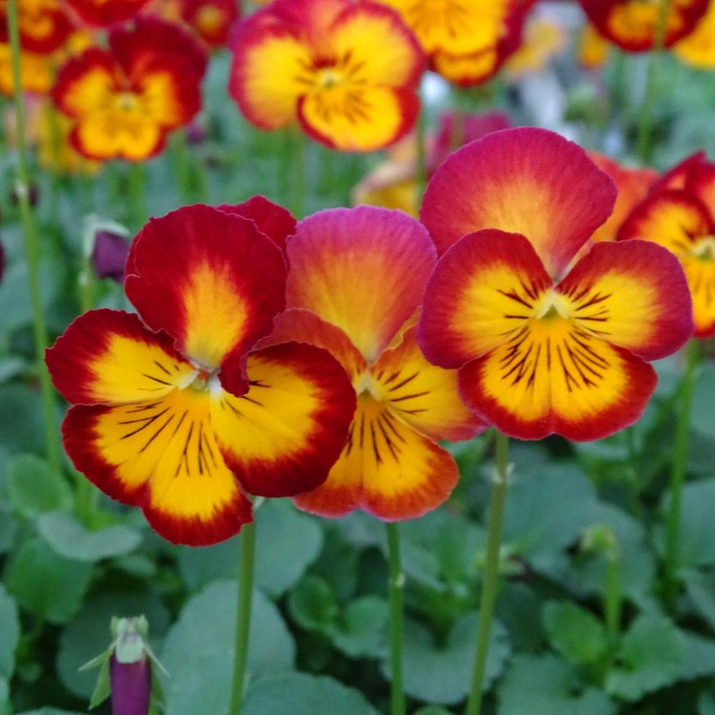 Viola Ultima Radiance Red - Medium Flowered Pansy