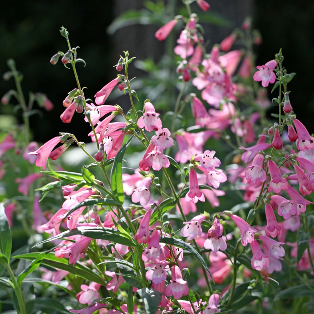 Penstemon Apple Blossom - Beardtongue