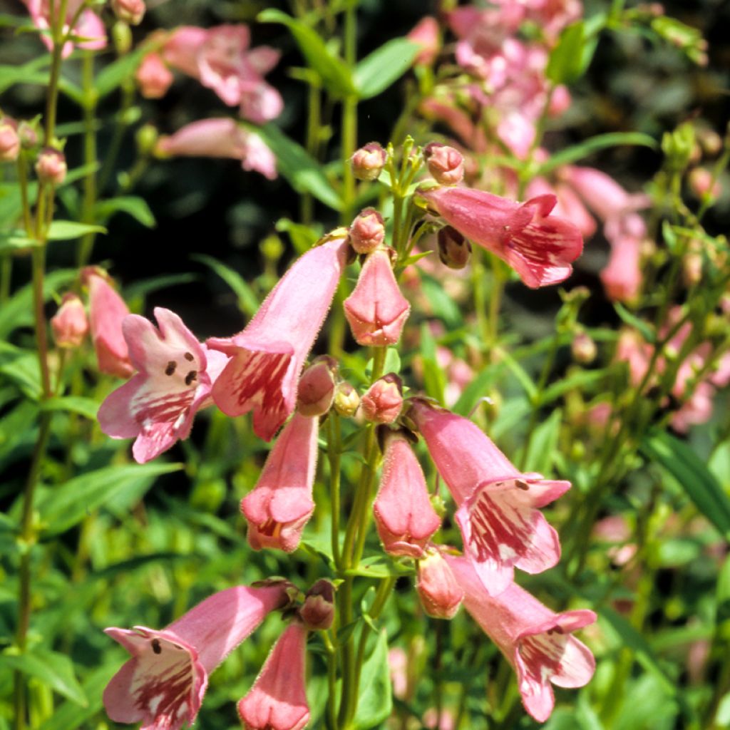 Penstemon hybrida Hewell Pink Bedder - Beardtongue