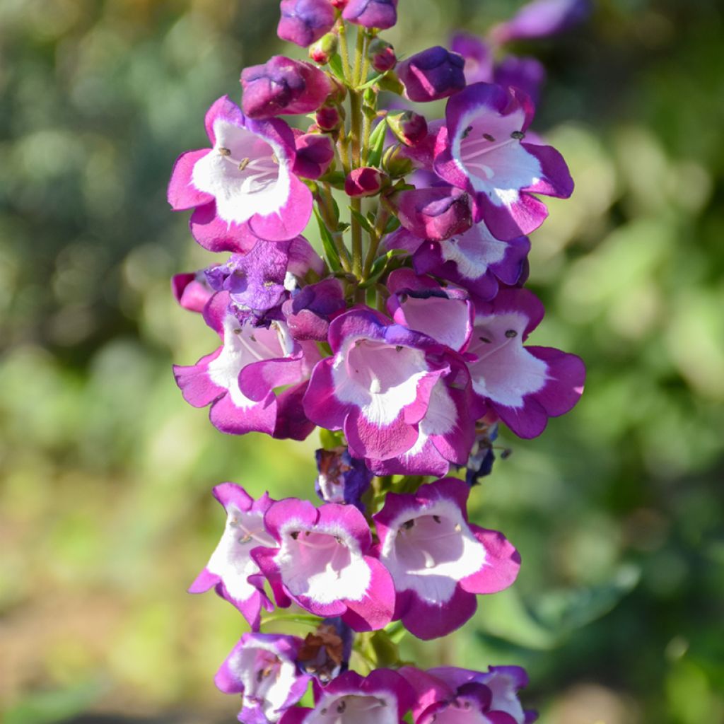 Penstemon hybrida Pensham Czar - Beardtongue