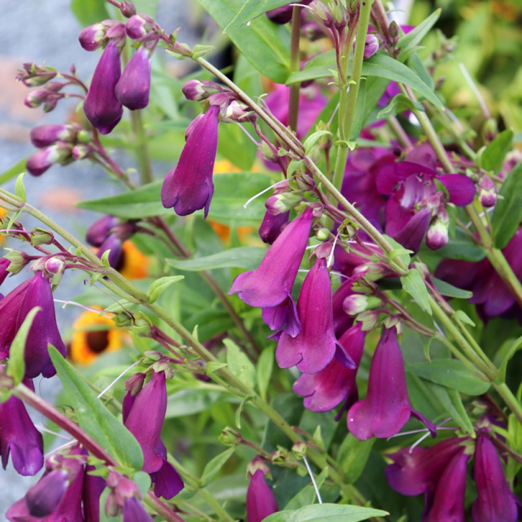 Penstemon hybrida Raven - Beardtongue