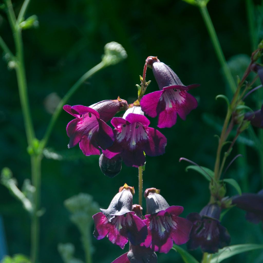 Penstemon hybrida Raven - Beardtongue