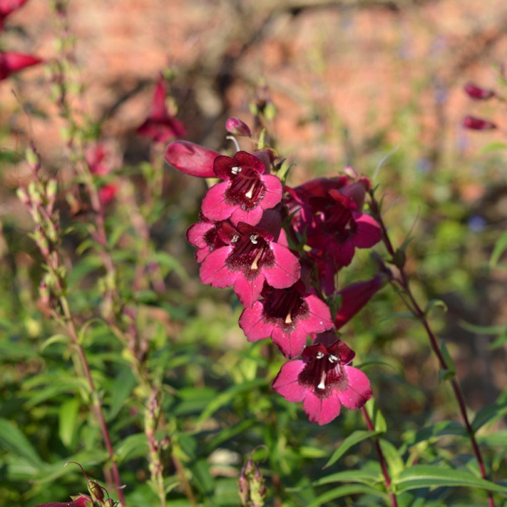 Penstemon hybrida Rich Rubyv