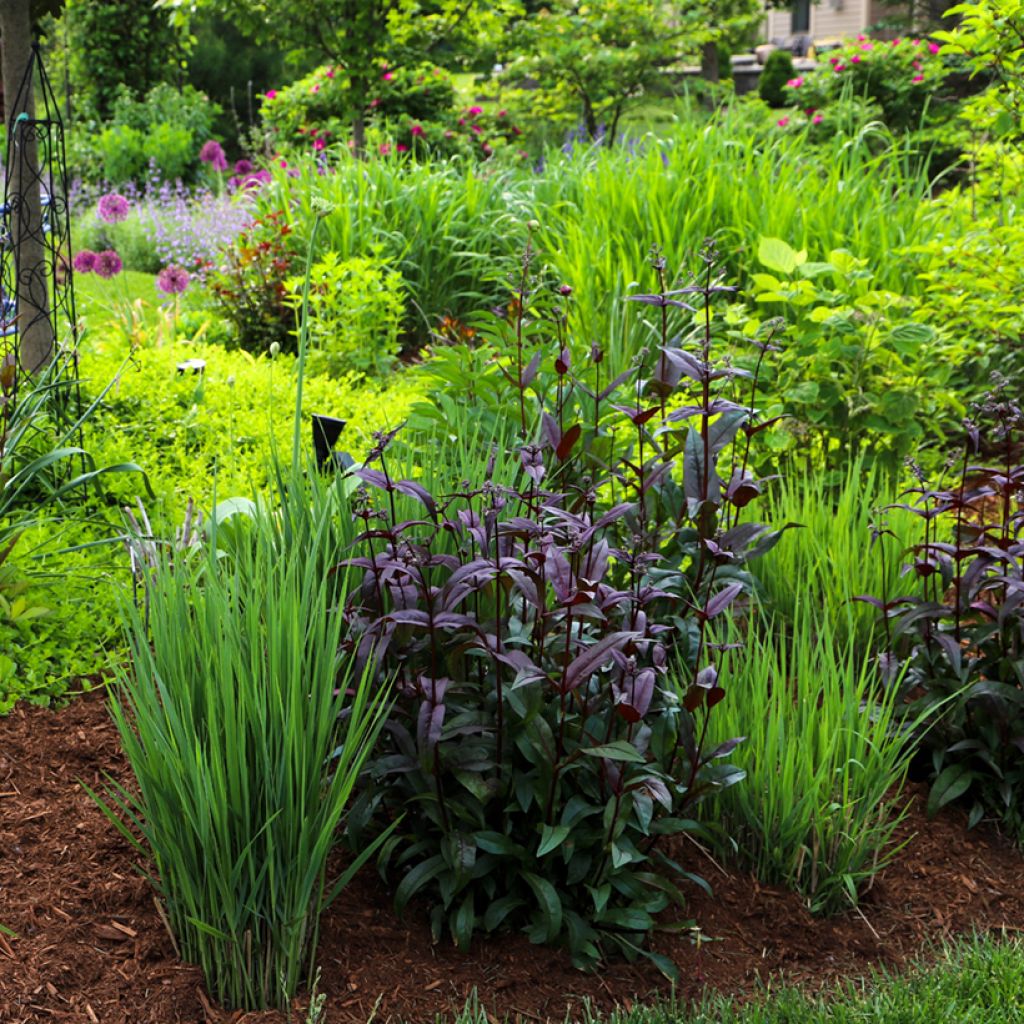 Penstemon digitalis Dark Towers - Foxglove beardtongue