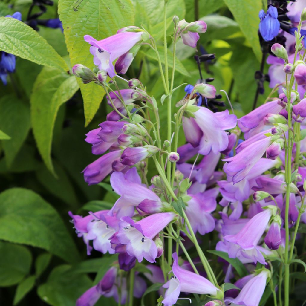 Penstemon Alice Hindley - Beardtongue