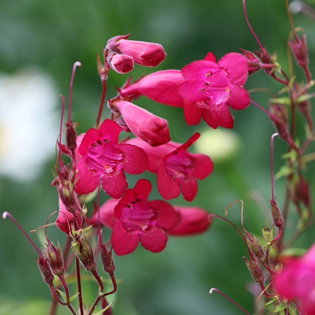 Penstemon campanulatus Garnet - Beardtongue