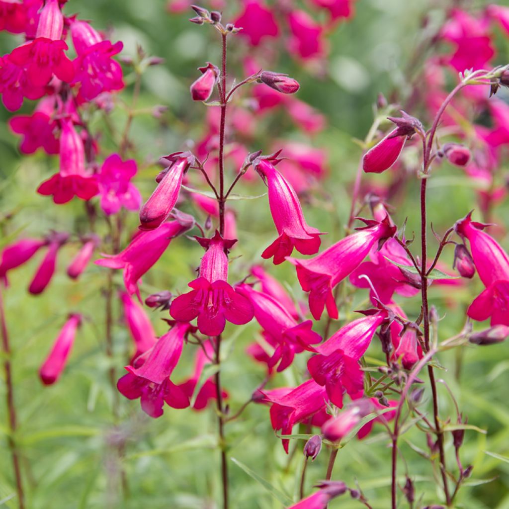 Penstemon campanulatus Garnet - Beardtongue