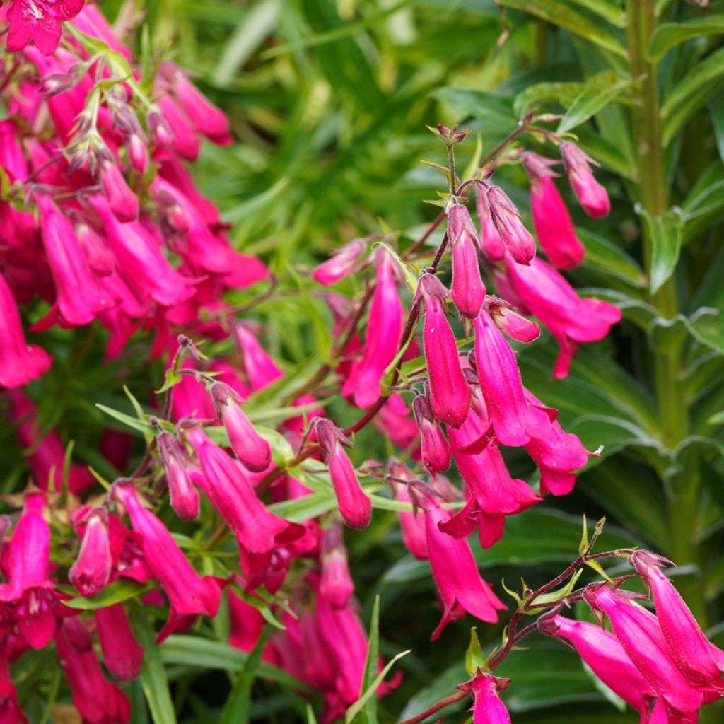 Penstemon campanulatus Garnet - Beardtongue