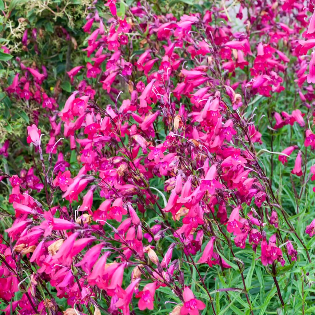 Penstemon campanulatus Garnet - Beardtongue