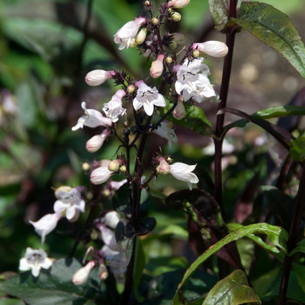 Penstemon digitalis Husker Red - Foxglove beardtongue