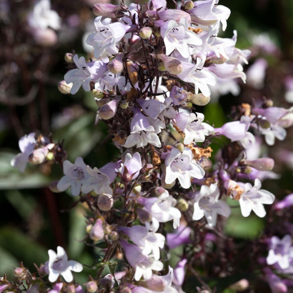 Penstemon digitalis Husker Red - Foxglove beardtongue