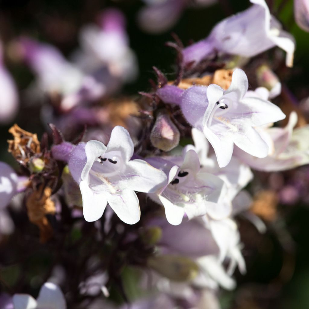 Penstemon digitalis Husker Red - Foxglove beardtongue