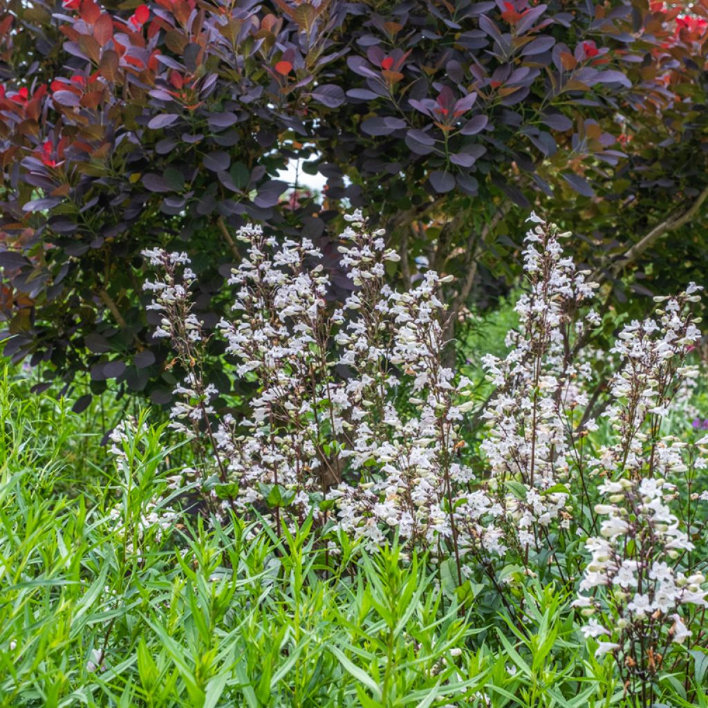 Penstemon digitalis Husker Red - Foxglove beardtongue