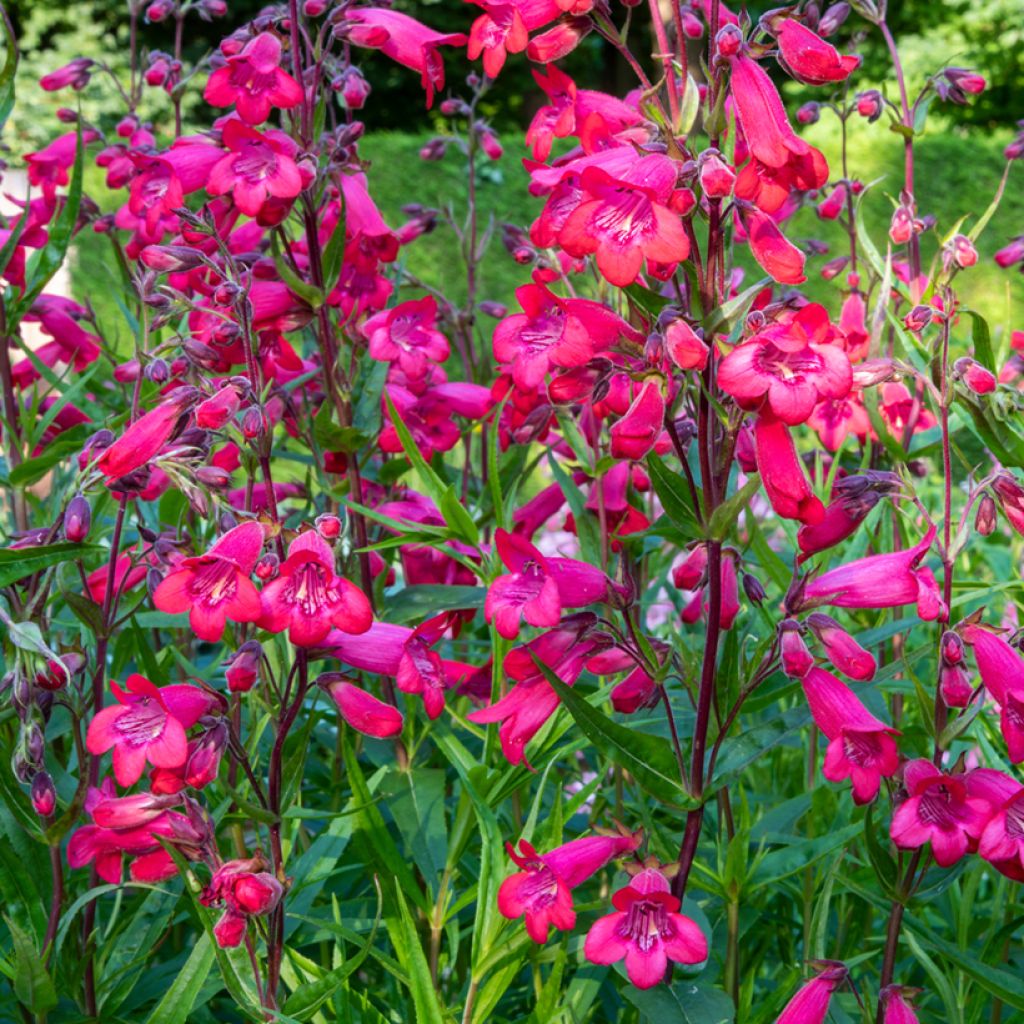 Penstemon Schoenholzeri - Beardtongue